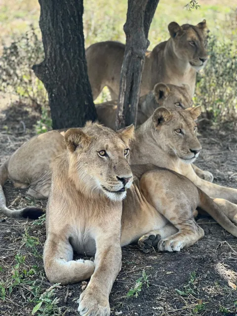 2-Day Mikumi National Park Adventure gallery image
