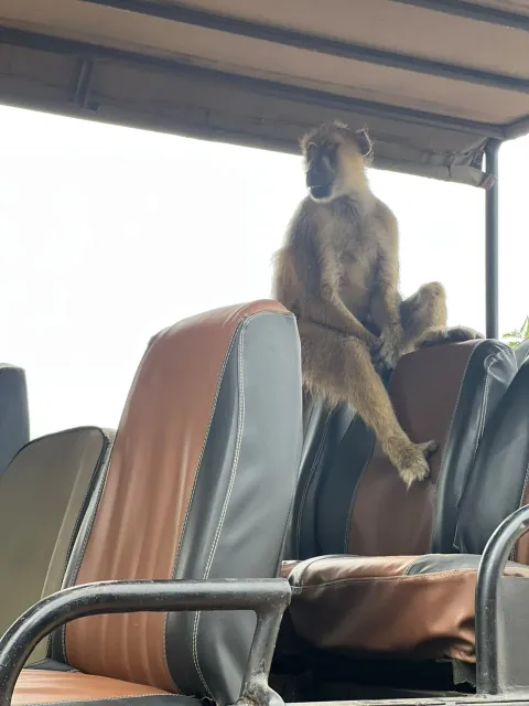 2-Day Mikumi National Park Adventure gallery image