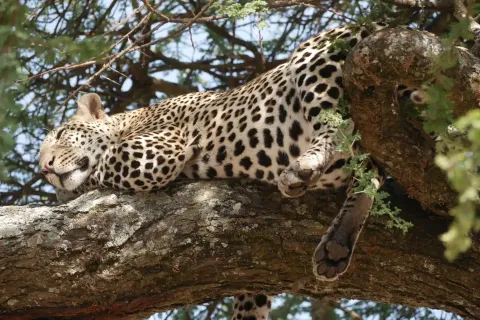 4-Day Serengeti Big Five Safari gallery image