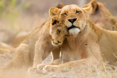 4-Day Tanzania Safari- Tarangire, Serengeti & Ngorongoro gallery image