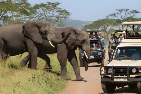 4-Day Tanzania Safari- Tarangire, Serengeti & Ngorongoro gallery image