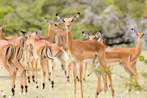 4-Day Tanzania Safari- Tarangire, Serengeti & Ngorongoro gallery image