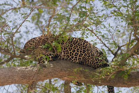 4-Day Tanzania Safari- Tarangire, Serengeti & Ngorongoro gallery image