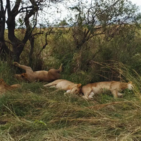 3-Day Nyerere National Park Game Drive & Boat Safari gallery image