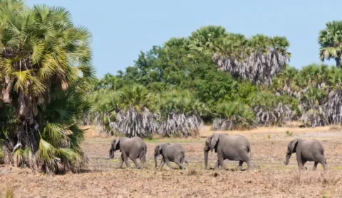 3-Day Nyerere National Park Game Drive & Boat Safari gallery image