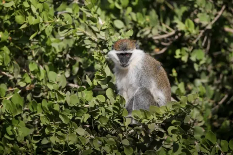 3-Day Awash National Park Wildlife Safari in Ethiopia gallery image