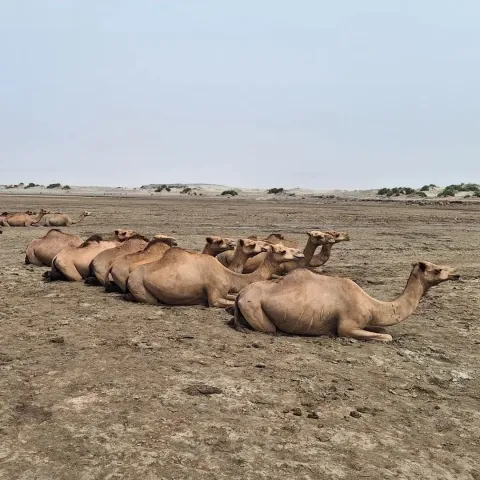 3-Day Danakil Depression Tour Dallol & Erta Ale gallery image
