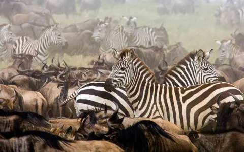 5-Day Tanzania Safari, Waterfalls and Coffee Tour gallery image