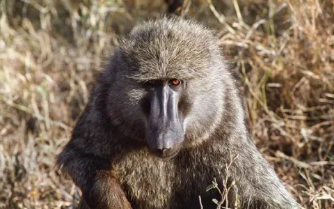 5-Day Tanzania Safari, Waterfalls and Coffee Tour gallery image