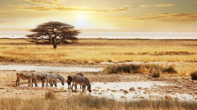 1-Day Mikumi Fly in Shared Safari from Zanzibar safari tour