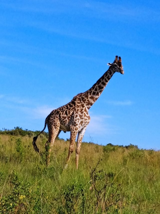 1-Day Nairobi National Park in the Heart of Nairobi City safari tour