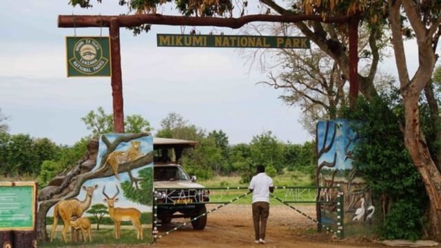 1-Day Fly-In shared safari to Mikumi National Park safari tour