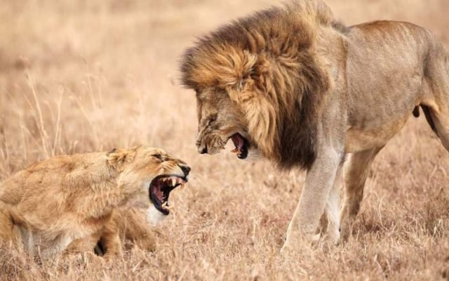 2-Day 1 Night Mid-Range Ngorongoro Crater to Tarangire safari tour