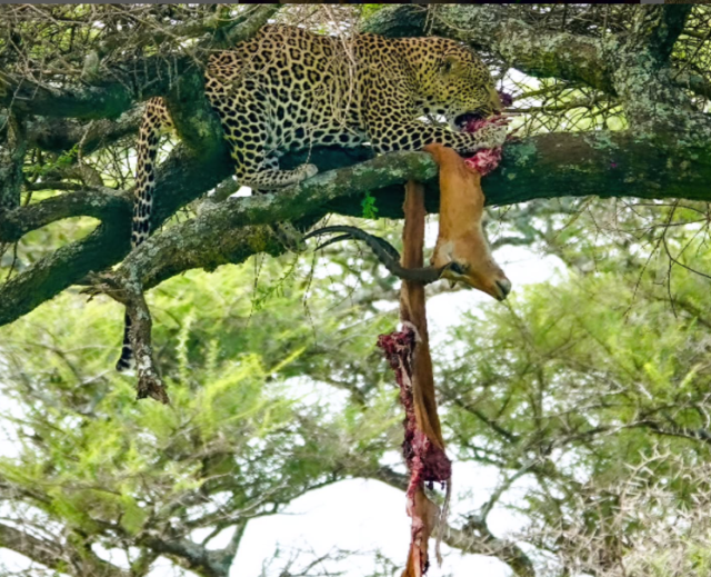 2-Day Zanzibar to Serengeti by Flight + 2 Game Drive safari tour