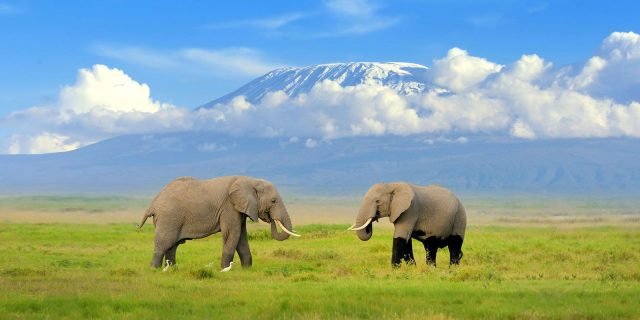 2-Day Amboseli National Park Safari safari tour