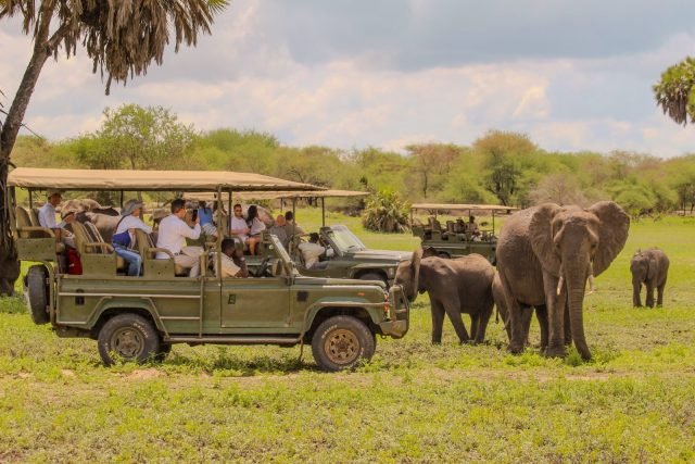 2-Day Classic Selous Safari Tour safari tour
