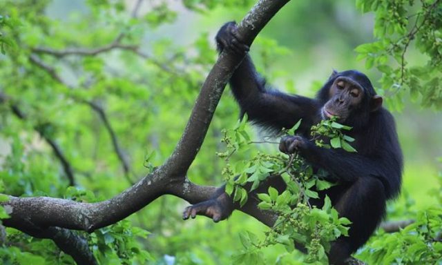 3-Day Chimpanze Tracking and Bigodi Swamp Walk safari tour