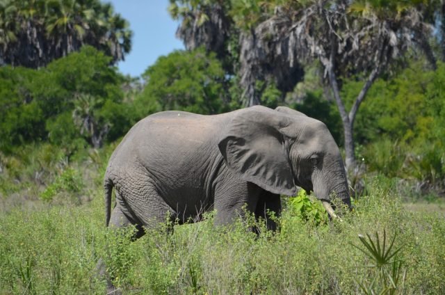 3-Day Flying Adveture Zanzibar to Nyerere NP safari tour