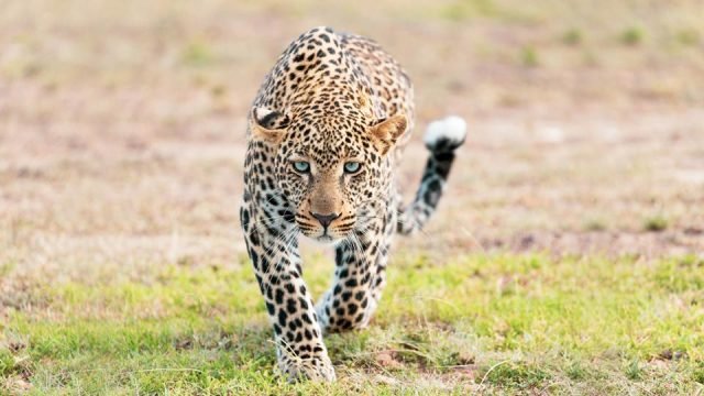 3-Day Mid Range Fly in Safari to Serengeti & Ngorongoro safari tour