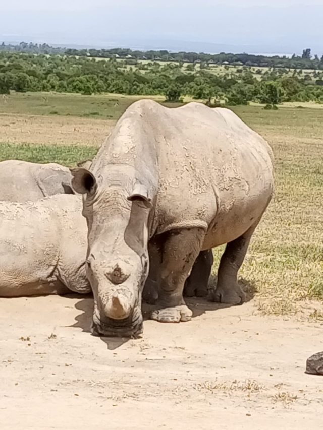 3-Day Olpejeta Conservancy Tour, 2 Remaining White Rhino safari tour