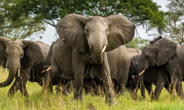 3-Day Elizabeth NP and Boat Cruise safari tour