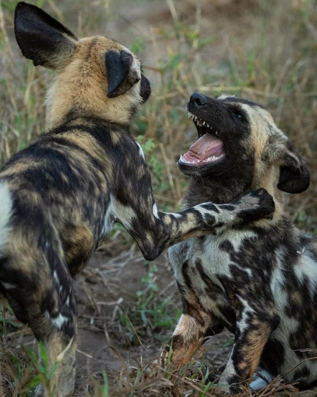 3-Day Safari Dar es salaam to Nyerere NP safari tour