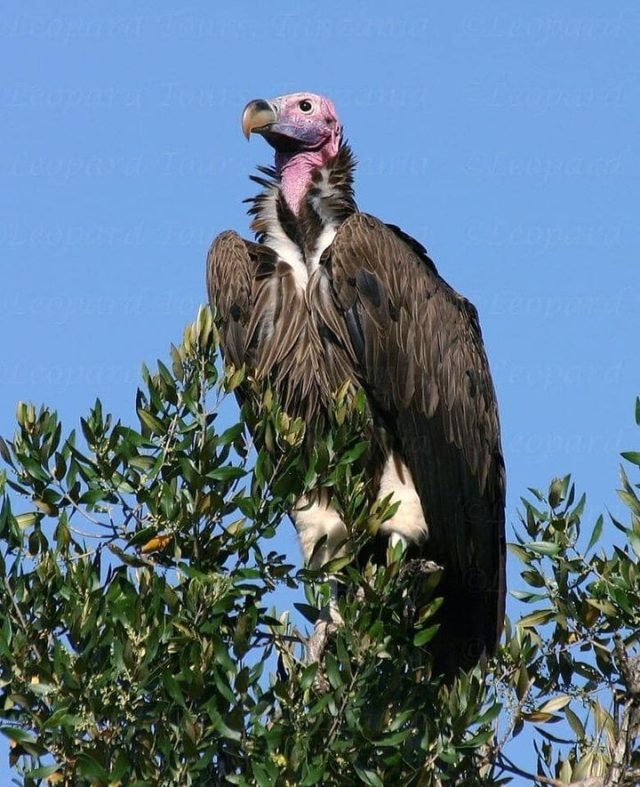3-Day Serengeti and Ngorongoro safari tour