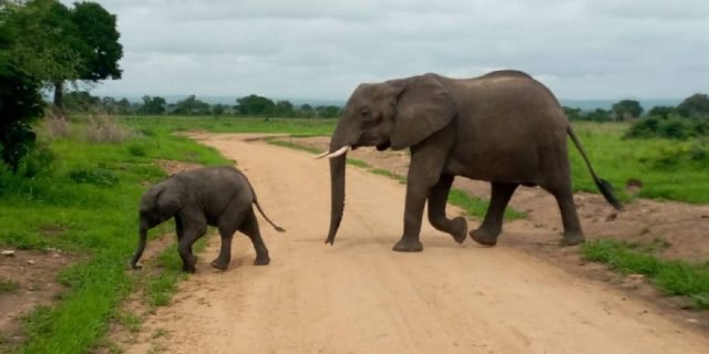 3-Day Mikumi Np - Accommodation Inside the Park safari tour