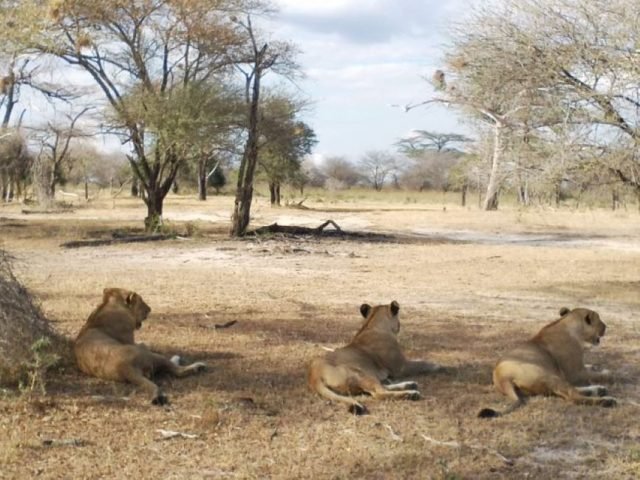 3-Day Nyerere NP + Boat Safari safari tour