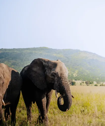 3-Day Safari in Serengeti From Zanzibar By Flight safari tour