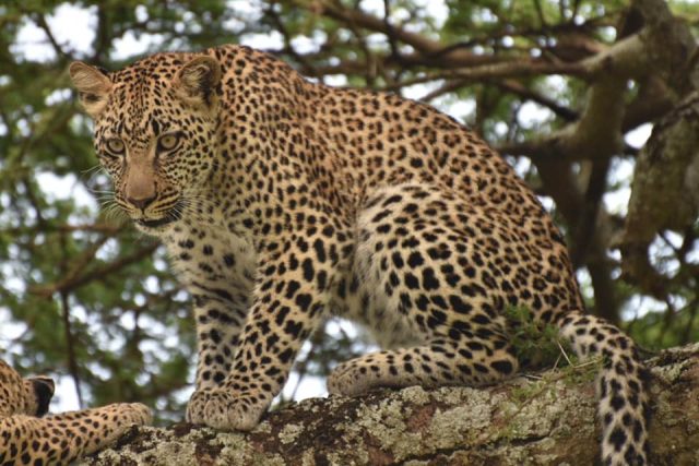 4-Day Fly-In Serengeti Safari Adventure from Zanzibar safari tour