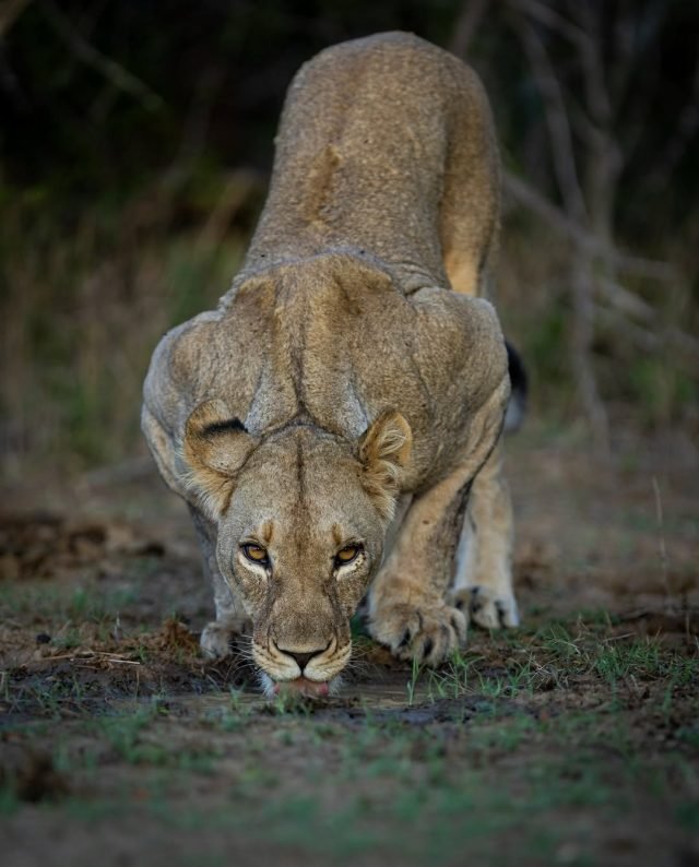 4-Day Safari Flying Zanzibar to Nyerere NP safari tour