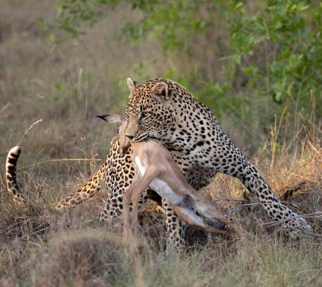 4-Day Tanzania Go Adventure & Hotspring visit(Nyerere NP) safari tour