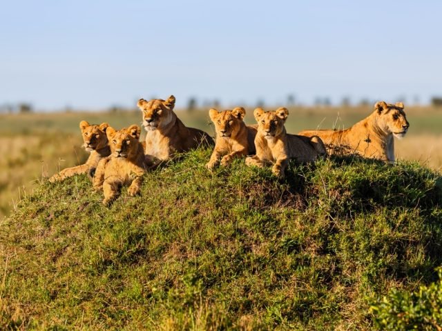 4-Day Best of Tanzania Budget Safari safari tour