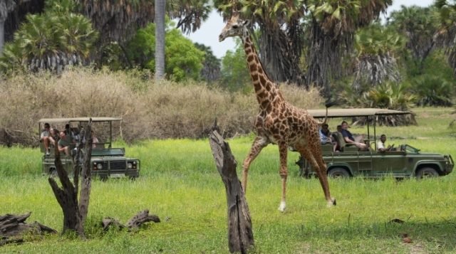 4-Day Explore Nyerere National Park From Zanzibar By Flight safari tour