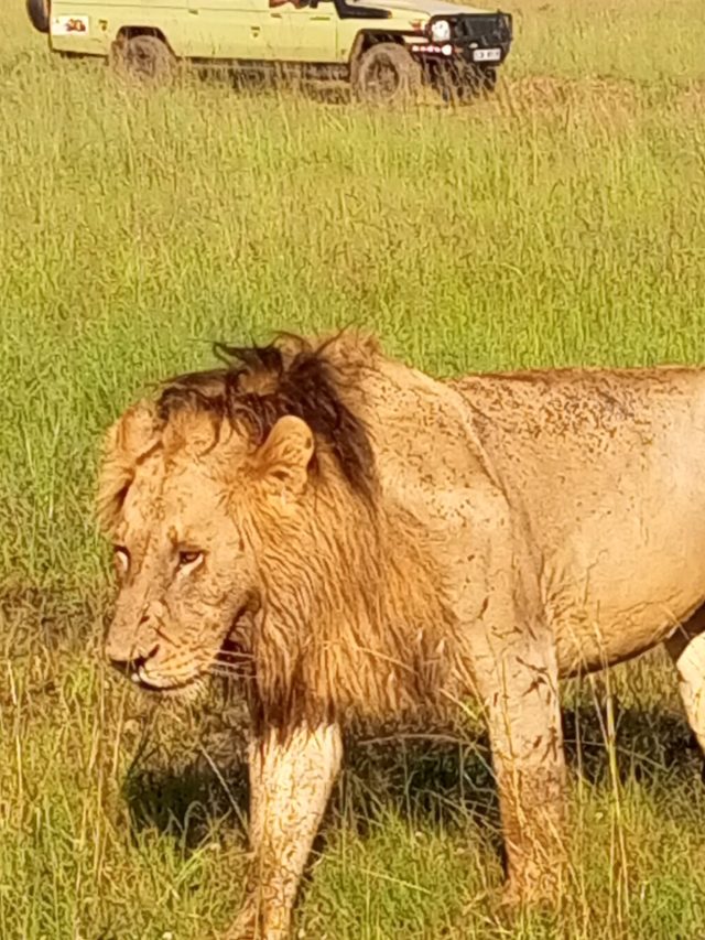 4-Day Masai Mara & Lake Nakuru Jeep Shared Budget Safari safari tour