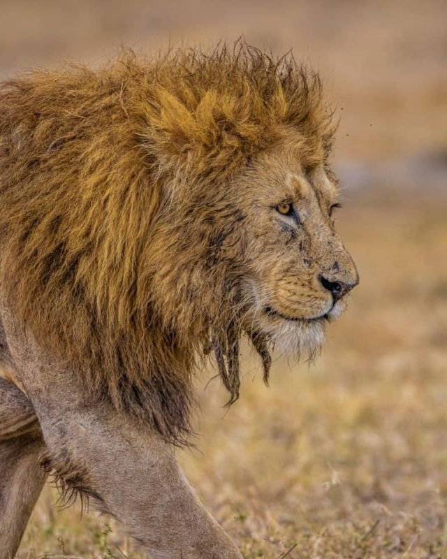5-Day Mid-Range Shared Tarangire/Serengeti/Ngorongoro safari tour