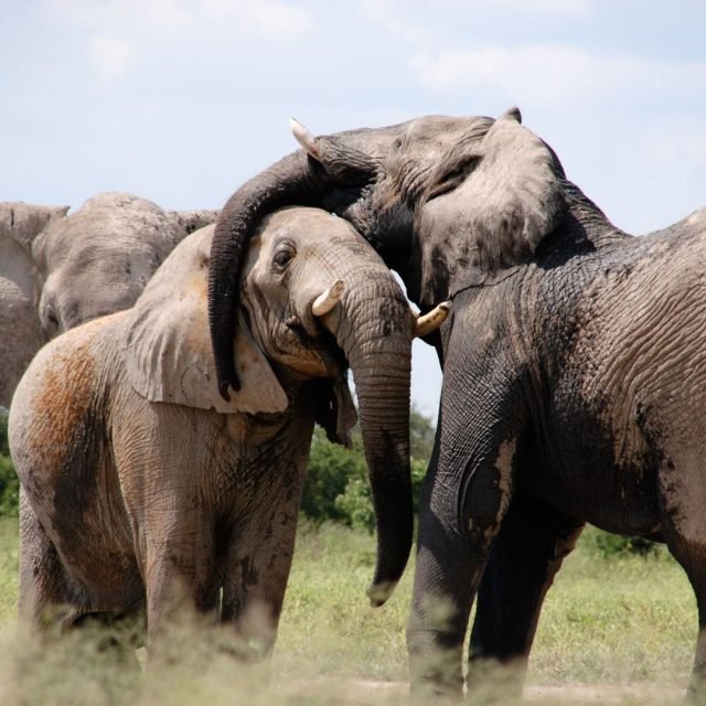 6-Day Tanzania Camping Safari safari tour