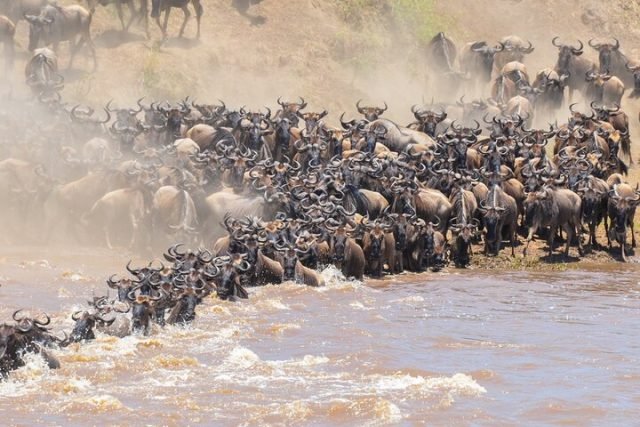 7-Day Chasing the Great Migration Serengeti Adventure safari tour