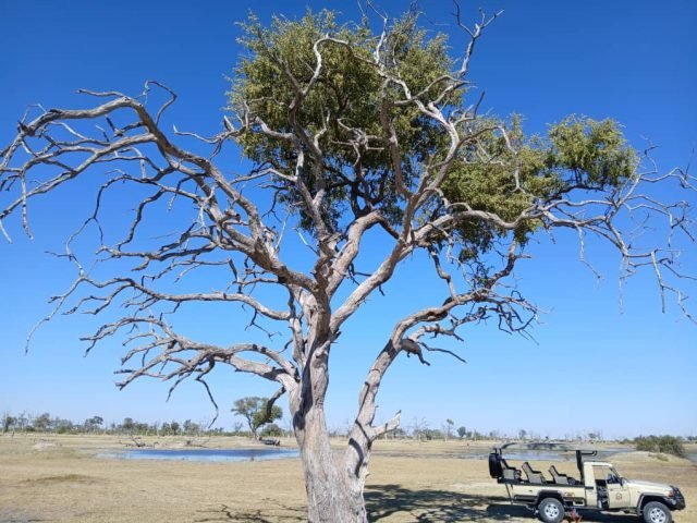 7-Day Adventurous Camping Safari in Okavango Delta and Chobe National Park safari tour