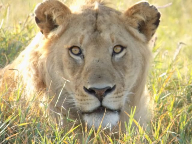 1-Day Amaizing Visit to the Unique Ngorongoro safari tour