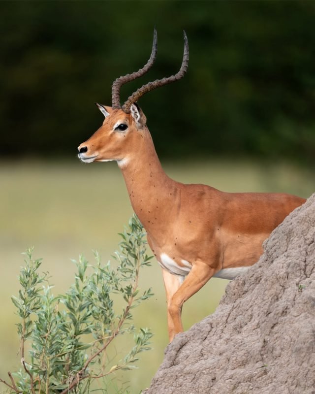 1-Day Amazing safari and affordable journey safari tour
