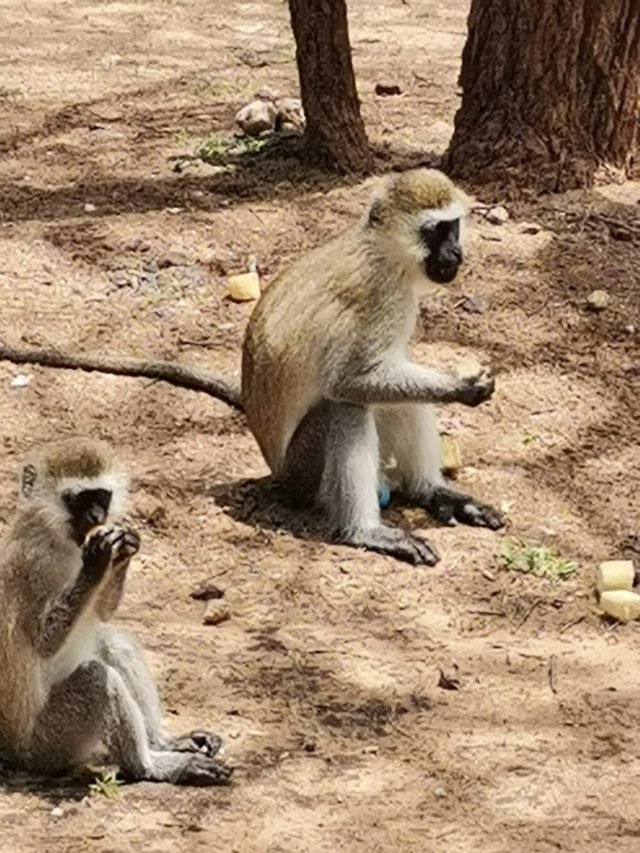 1-Day Arusha National Park Canoeing Safari Adventure safari tour