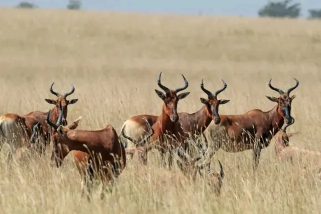 5-Day Ethiopian Wildlife and Safari Tour safari tour
