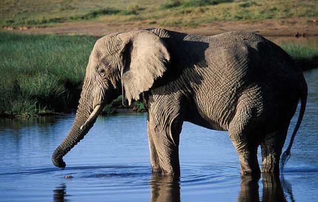 3-Day Best Tarangire, Ngorongoro & Manyara Trip safari tour
