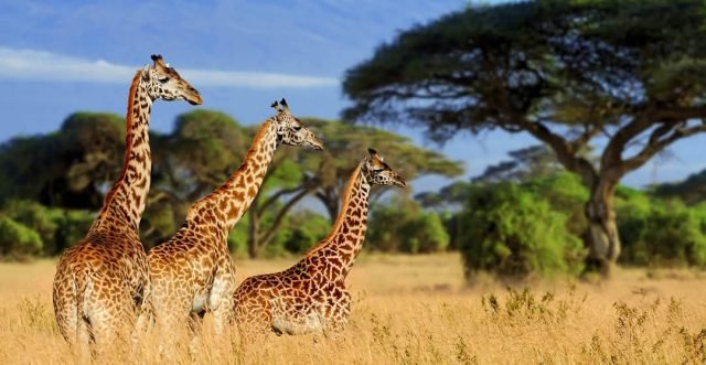 3-Day Best of scenic safari Serengeti to ngorongoro crater safari tour