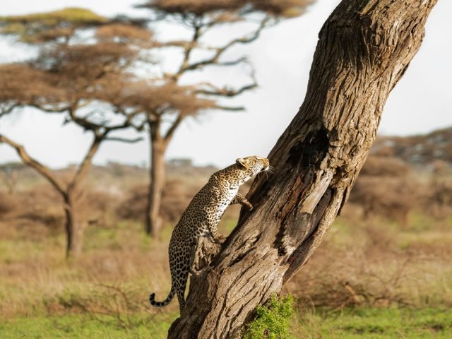 5-Day Big 5 Serengeti Safari safari tour