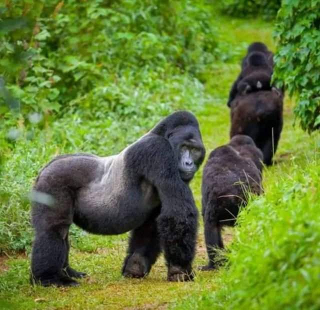 3-Day Bwindi Gorilla Tracking & Batwa Cultural Experience safari tour