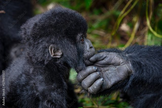 5-Day Bwindi Impenetrable NP Lake Bunyonyi & Queen Enp safari tour