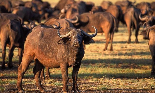 3-Day Camping Safari Starting from Zanzibar safari tour